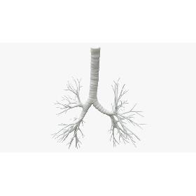 Trachea for 3D printing model